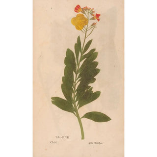 Christian Gottlieb Ludwig - Ectypa vegetabilium Pl157.webp