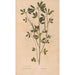 Reprodukcja obrazu Ectypa vegetabilium Pl160 - Christian Gottlieb Ludwig