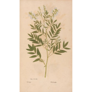 Christian Gottlieb Ludwig - Ectypa vegetabilium Pl161.webp