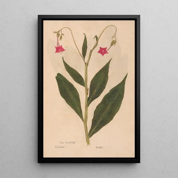 Reprodukcja obrazu Ectypa vegetabilium Pl167 - Christian Gottlieb Ludwig