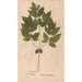 Ectypa vegetabilium Pl179 - Christian Gottlieb Ludwig — widok dzieła