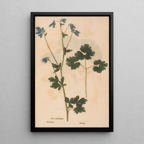 Ectypa vegetabilium Pl181 - Christian Gottlieb Ludwig — oprawiony obraz na ścianie