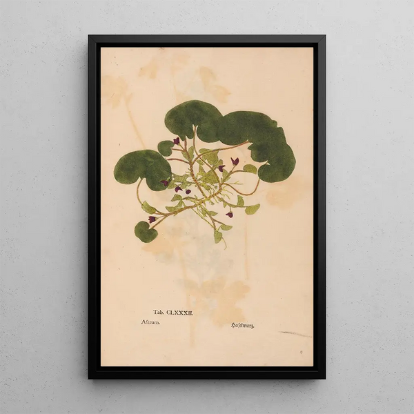 Reprodukcja obrazu Ectypa vegetabilium Pl182 - Christian Gottlieb Ludwig
