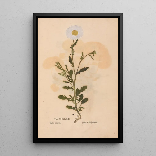 Ectypa vegetabilium Pl183 - Christian Gottlieb Ludwig — oprawiony obraz na ścianie
