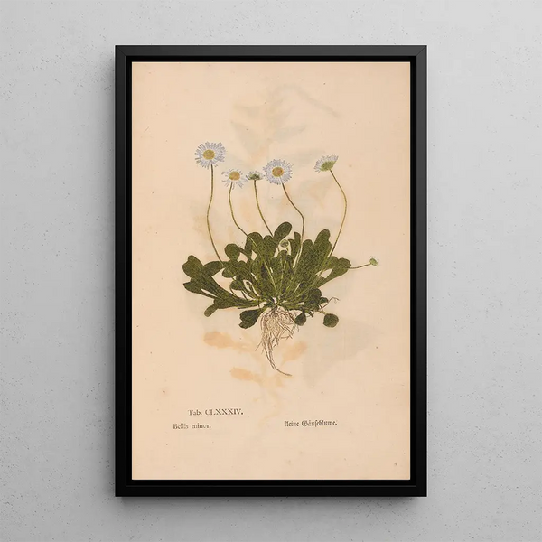 Ectypa vegetabilium Pl184 - Christian Gottlieb Ludwig — oprawiony obraz na ścianie