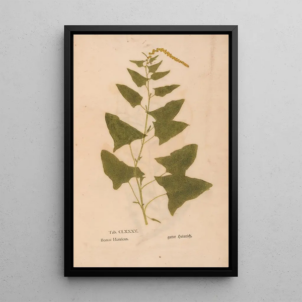 Reprodukcja obrazu Ectypa vegetabilium Pl185 - Christian Gottlieb Ludwig