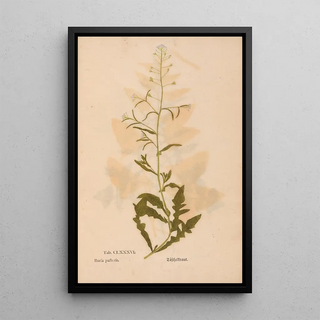 Christian Gottlieb Ludwig - Ectypa vegetabilium Pl186.webp