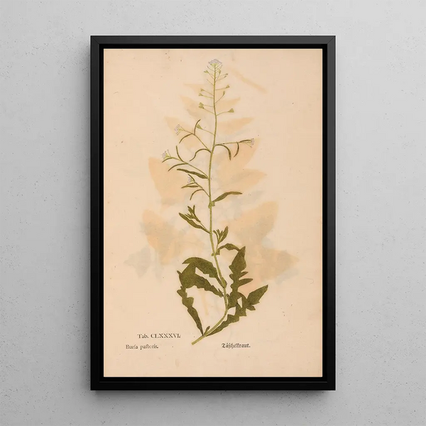 Ectypa vegetabilium Pl186 - Christian Gottlieb Ludwig — oprawiony obraz na ścianie