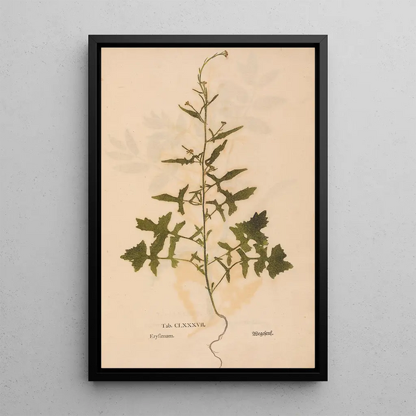 Reprodukcja obrazu Ectypa vegetabilium Pl187 - Christian Gottlieb Ludwig