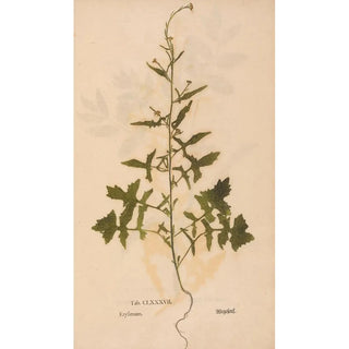 Christian Gottlieb Ludwig - Ectypa vegetabilium Pl187.webp