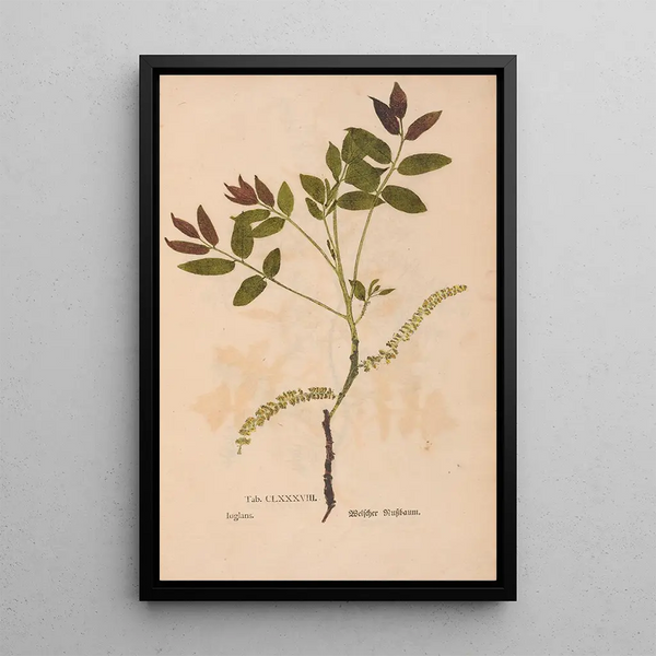 Ectypa vegetabilium Pl188 - Christian Gottlieb Ludwig — oprawiony obraz na ścianie