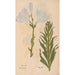 Ectypa vegetabilium Pl190 - Christian Gottlieb Ludwig — widok dzieła