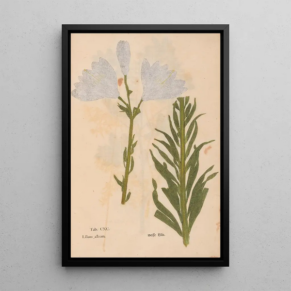 Ectypa vegetabilium Pl190 - Christian Gottlieb Ludwig — oprawiony obraz na ścianie