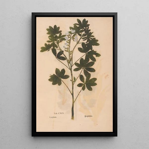 Reprodukcja obrazu Ectypa vegetabilium Pl191 - Christian Gottlieb Ludwig