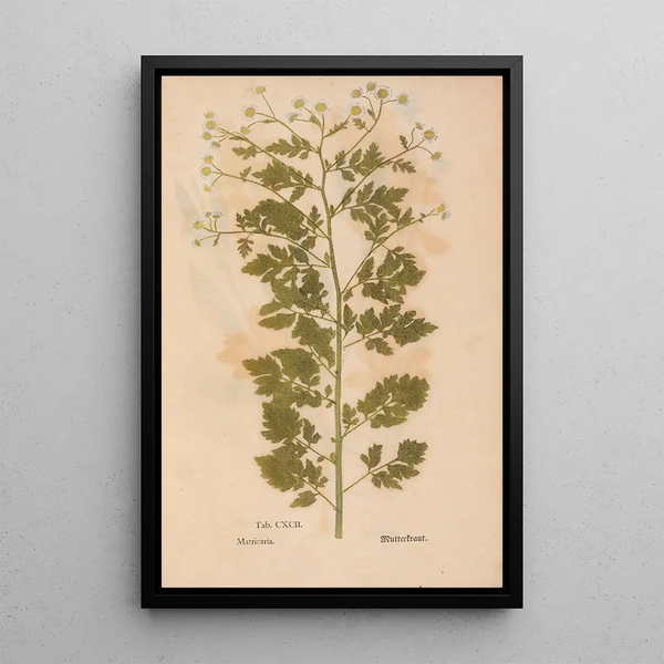 Ectypa vegetabilium Pl192 - Christian Gottlieb Ludwig — oprawiony obraz na ścianie