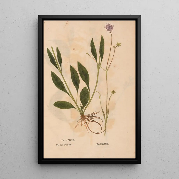 Reprodukcja obrazu Ectypa vegetabilium Pl193 - Christian Gottlieb Ludwig