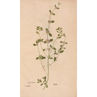 Christian Gottlieb Ludwig - Ectypa vegetabilium Pl195.webp