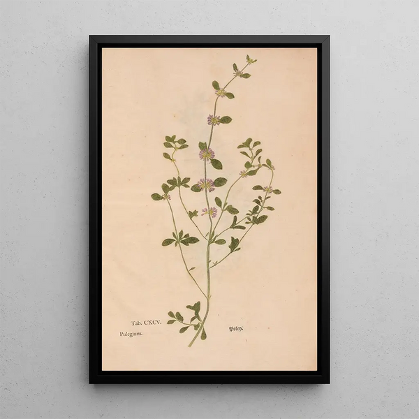 Ectypa vegetabilium Pl195 - Christian Gottlieb Ludwig — oprawiony obraz na ścianie