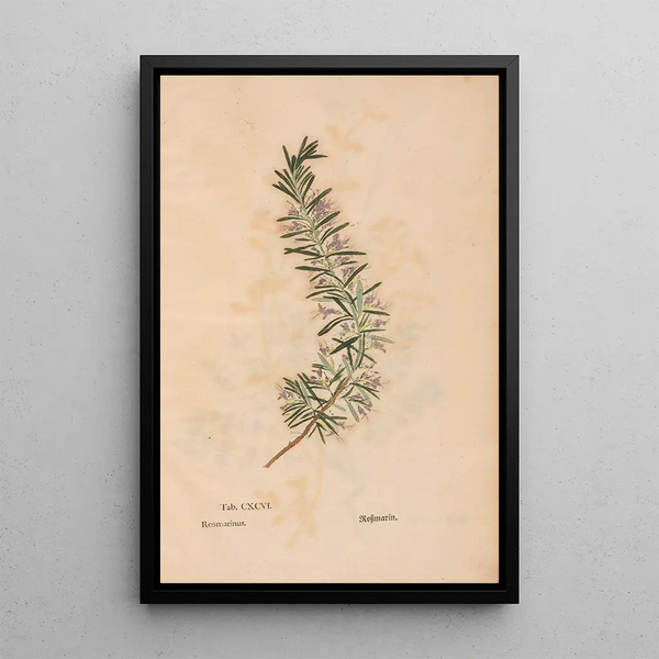 Reprodukcja obrazu Ectypa vegetabilium Pl196 - Christian Gottlieb Ludwig