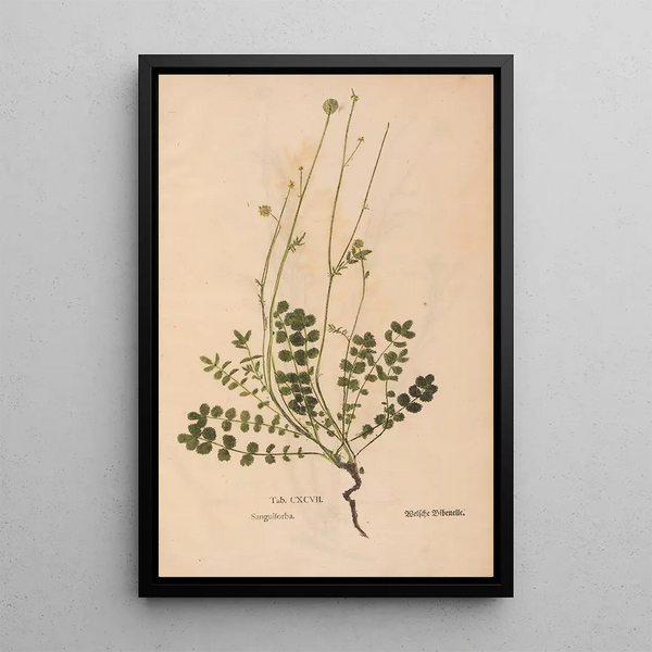 Ectypa vegetabilium Pl197 - Christian Gottlieb Ludwig — oprawiony obraz na ścianie