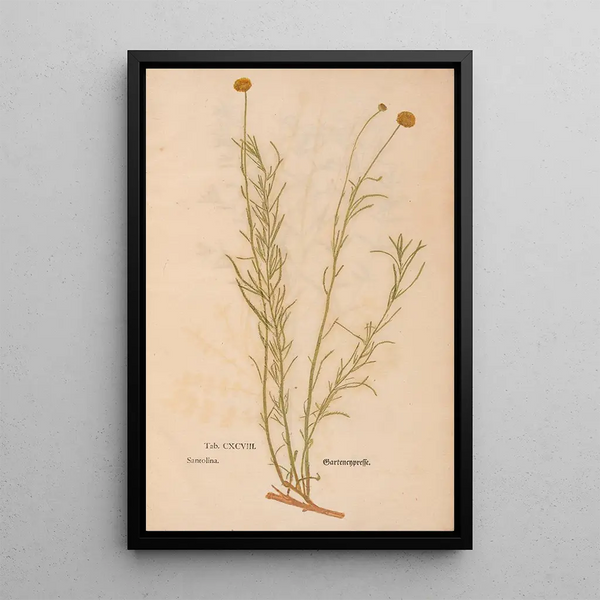 Reprodukcja obrazu Ectypa vegetabilium Pl198 - Christian Gottlieb Ludwig
