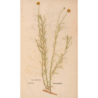 Christian Gottlieb Ludwig - Ectypa vegetabilium Pl198.webp