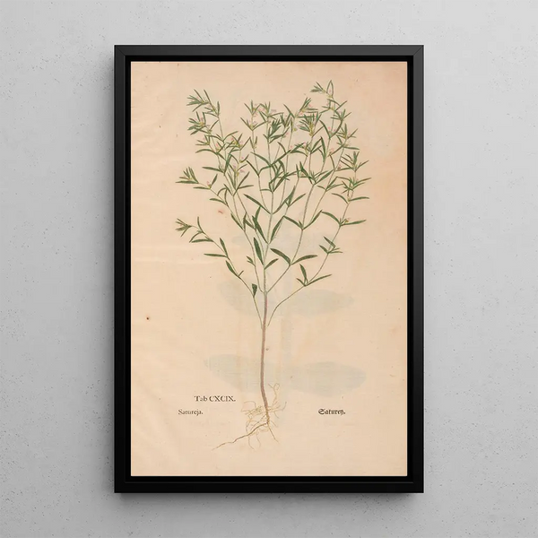 Ectypa vegetabilium Pl199 - Christian Gottlieb Ludwig — oprawiony obraz na ścianie