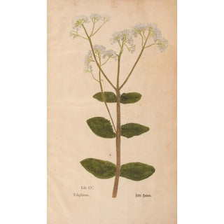 Christian Gottlieb Ludwig - Ectypa vegetabilium Pl200.webp