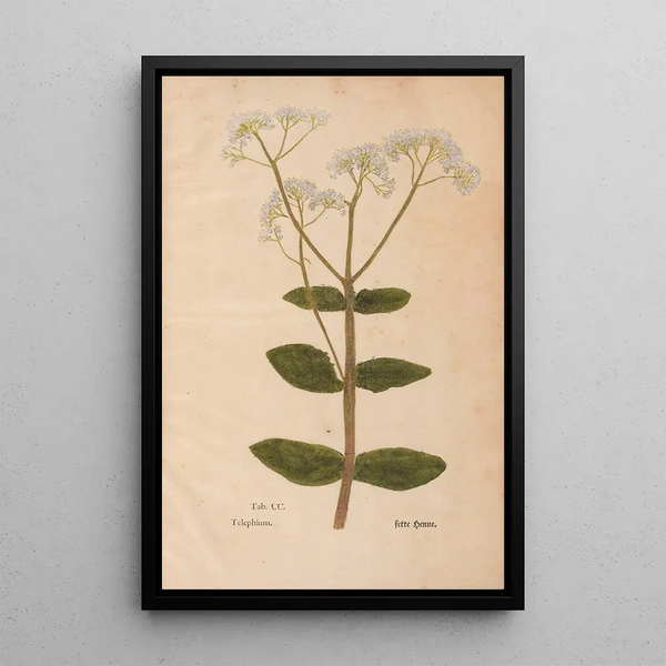 Ectypa vegetabilium Pl200 - Christian Gottlieb Ludwig — oprawiony obraz na ścianie
