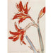 czerwonej amaryllis - Christian Rohlfs — widok dzieła