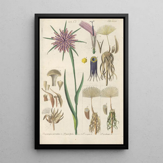 Christian Schkuhr - Botanisches Handbuch Pl02.webp
