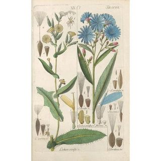 Christian Schkuhr - Botanisches Handbuch Pl05.webp