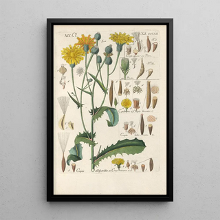 Christian Schkuhr - Botanisches Handbuch Pl10.webp