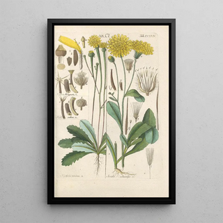 Christian Schkuhr - Botanisches Handbuch Pl12.webp