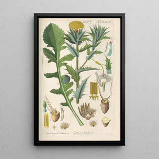 Christian Schkuhr - Botanisches Handbuch Pl21.webp
