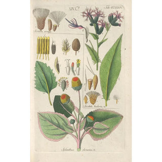 Christian Schkuhr - Botanisches Handbuch Pl22.webp