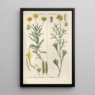 Christian Schkuhr - Botanisches Handbuch Pl27.webp