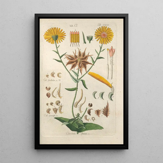 Christian Schkuhr - Botanisches Handbuch Pl59.webp