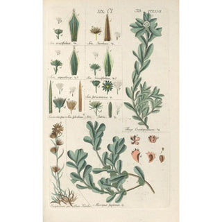 Christian Schkuhr - Botanisches Handbuch Pl61.webp