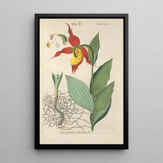 Christian Schkuhr - Botanisches Handbuch Pl70.webp
