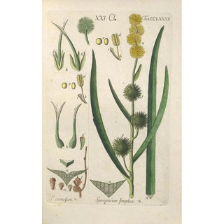 Christian Schkuhr - Botanisches Handbuch Pl77.webp