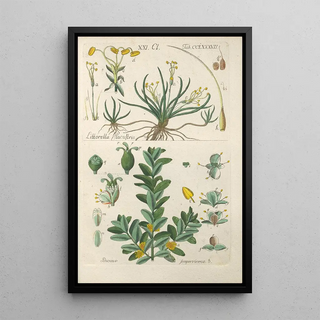 Christian Schkuhr - Botanisches Handbuch Pl82.webp