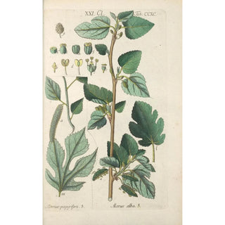 Christian Schkuhr - Botanisches Handbuch Pl85.webp