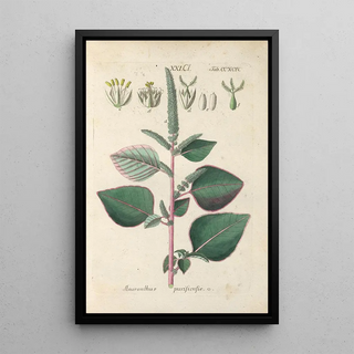Christian Schkuhr - Botanisches Handbuch Pl89.webp