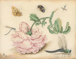 Christoffel van den Berghe - A Rose and Five Insects.webp