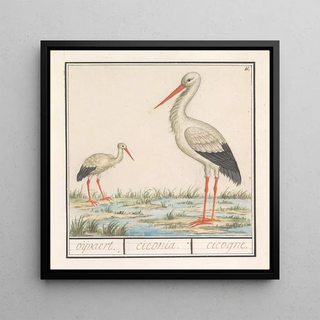 Cigogne Ciconia ciconia - Anselmus Botius de Boodt