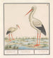 Cigogne Ciconia ciconia - Anselmus Botius de Boodt — widok dzieła