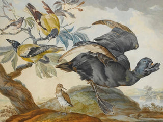 Circle of Aert Schouman - A Duck And Four Other Birds Three On A Branch.webp