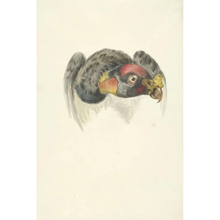 Circle of Franois Levaillant - Kop van een koningsgier Sarcoramphus papa.webp