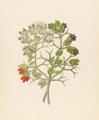 Clemenz Heinrich Wehdemann - 2 species of Carisfa arduina Carissa haematocarpa.webp